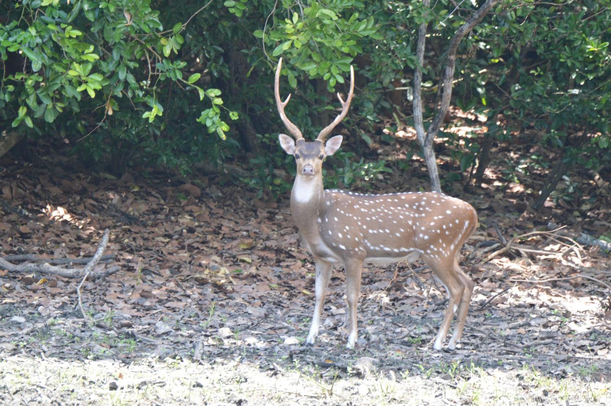 Priyanna Guest, Forest View Polonnaruwa Bagian luar foto